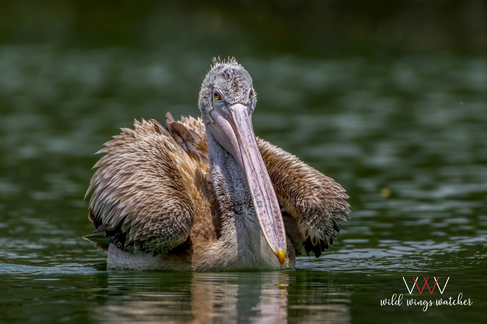 Spot billed pelican swim 001